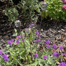 5061098721890 1 Cluster of 3 Garden Stake Ornaments Clear Short.jpg